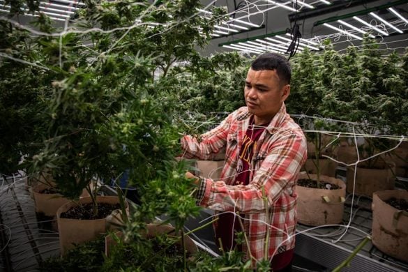cannabis farmer