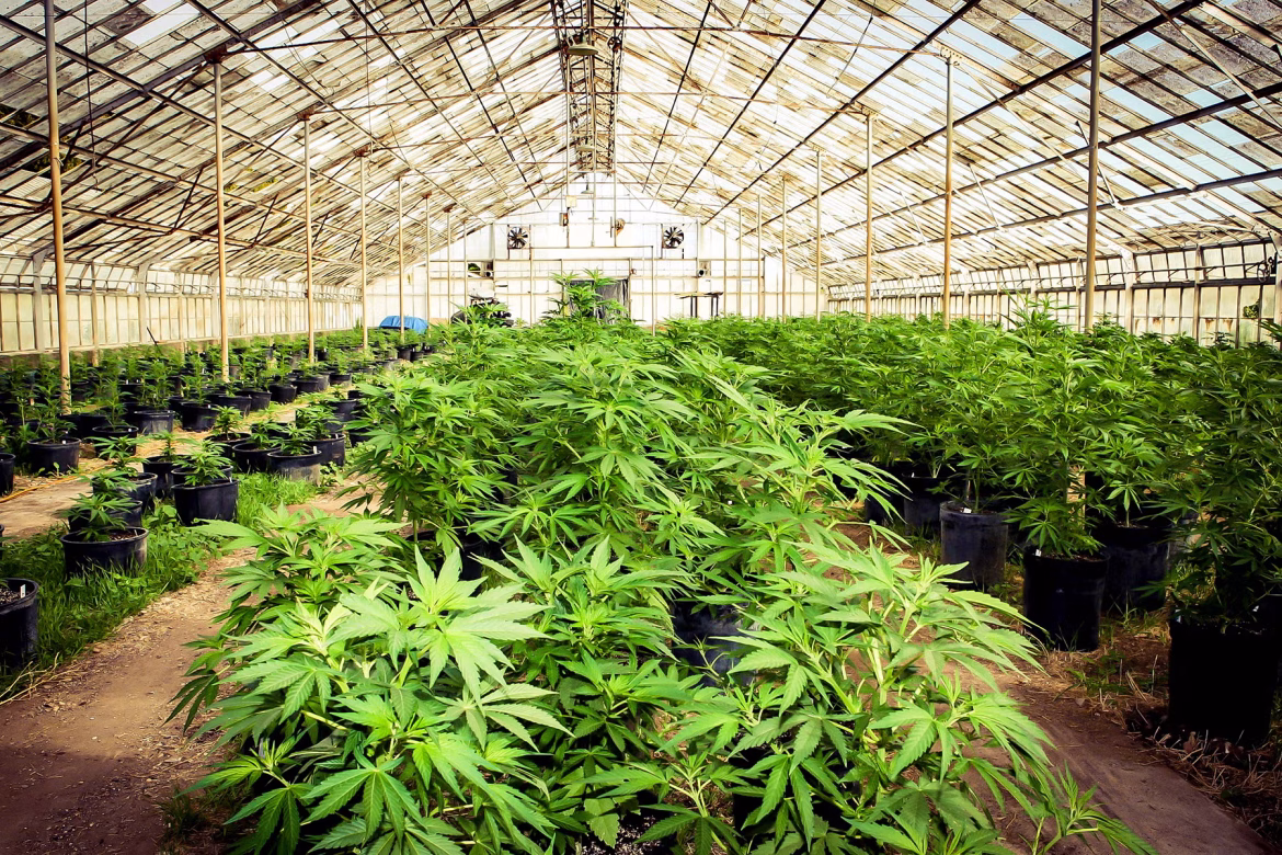 Marijuana_Farm_02.jpg legal cannabis market growth in North America