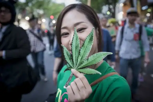 Japan cannabis
