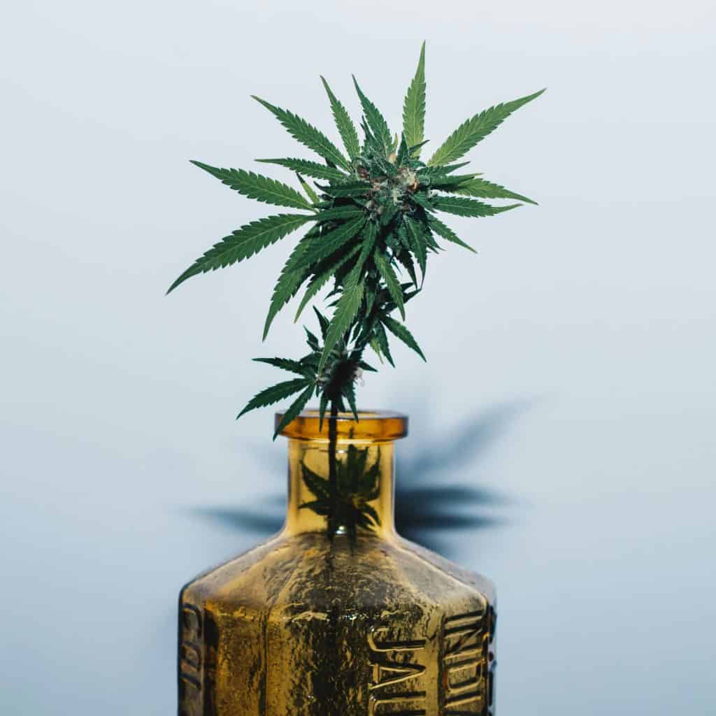 Award-winning cannabis strains displayed on a podium
