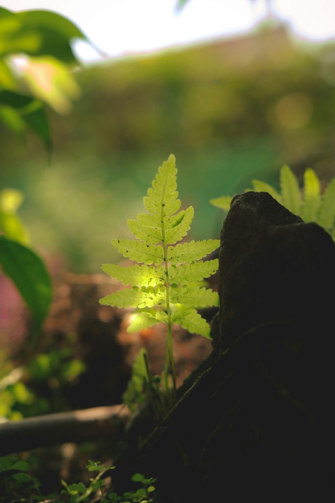 Cannabis leaves in a serene environment