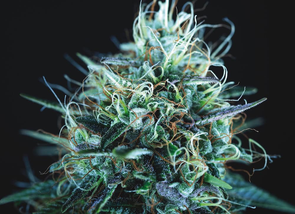 Purple Urkle x Blue Pyramid - one of the most talked-about new weed strains of 2025