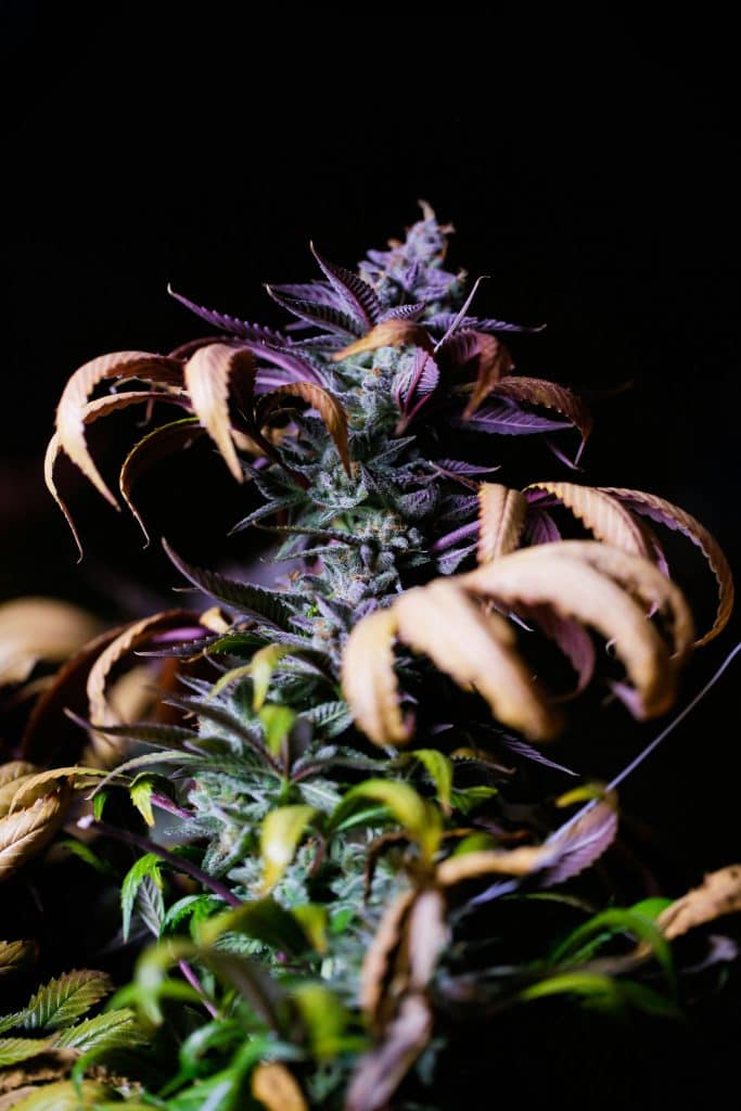 Vibrant cannabis buds with fruits and vanilla