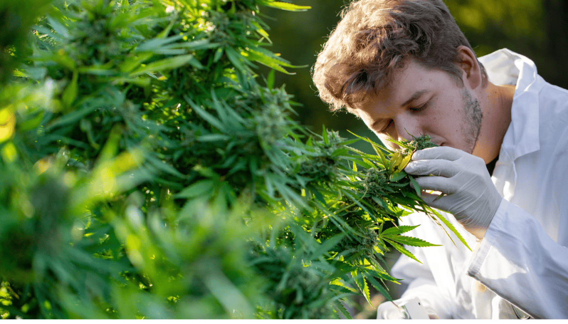 Scientists Create New Cannabis Aroma Glossary