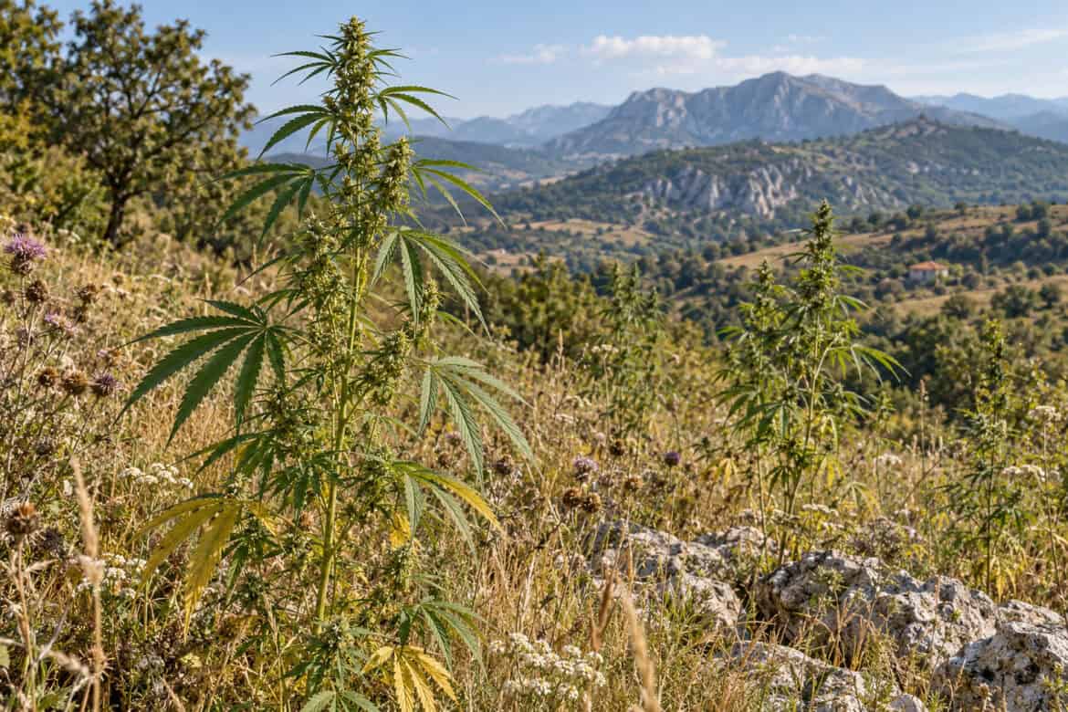 Macedonian wild cannabis sativa characterization